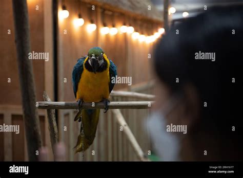  Queen Sirikit's Parrot: A Tale of Thai Magic and Mischievous Birds!