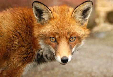  The Brown Fox - A Tale of Curiosity, Cunning, and Unexpected Consequences!