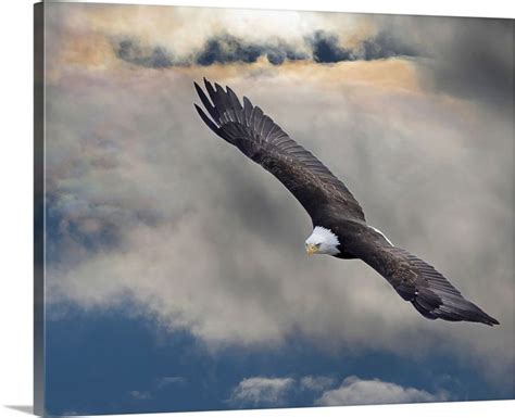  “The Dove and the Eagle”: A Tale That Soars Above Time and Culture!